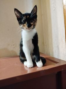 Кошенята