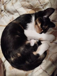 Кошенята
