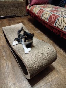 Кошенята