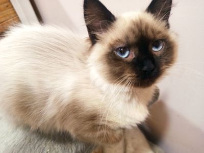 Кошенята невські маскарадні