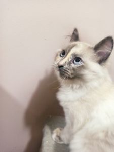 Кошенята невські маскарадні