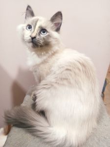Кошенята невські маскарадні