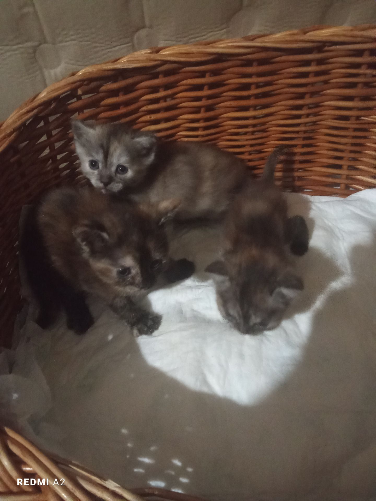 Кошенята на бронювання