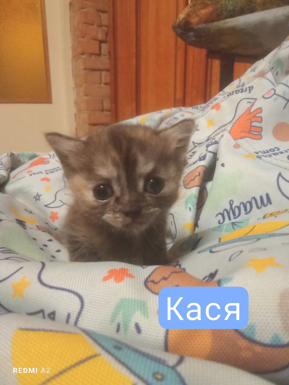 Кошенята на бронювання