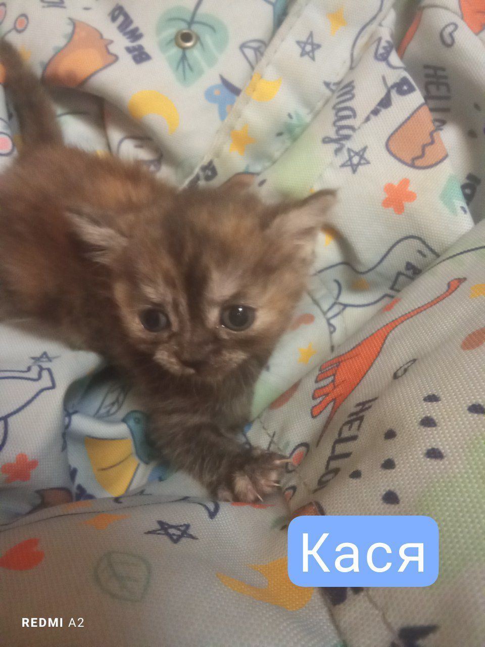 Кошенята на бронювання
