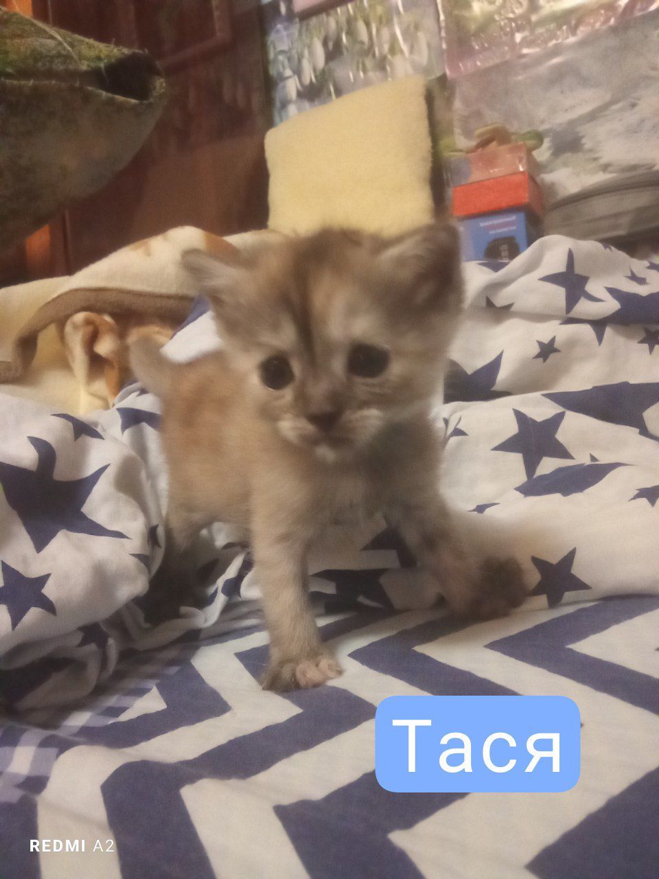 Кошенята на бронювання