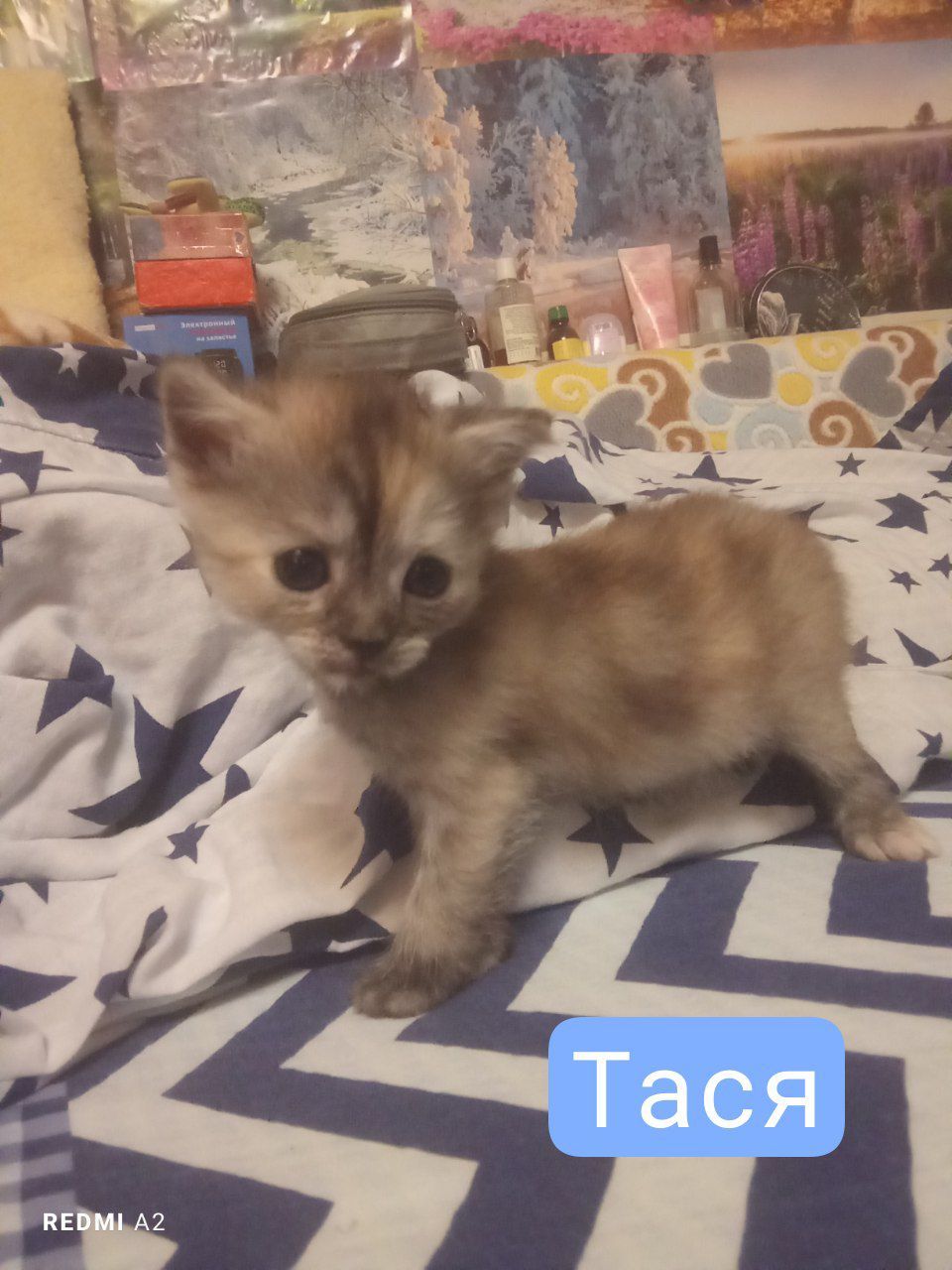 Кошенята на бронювання