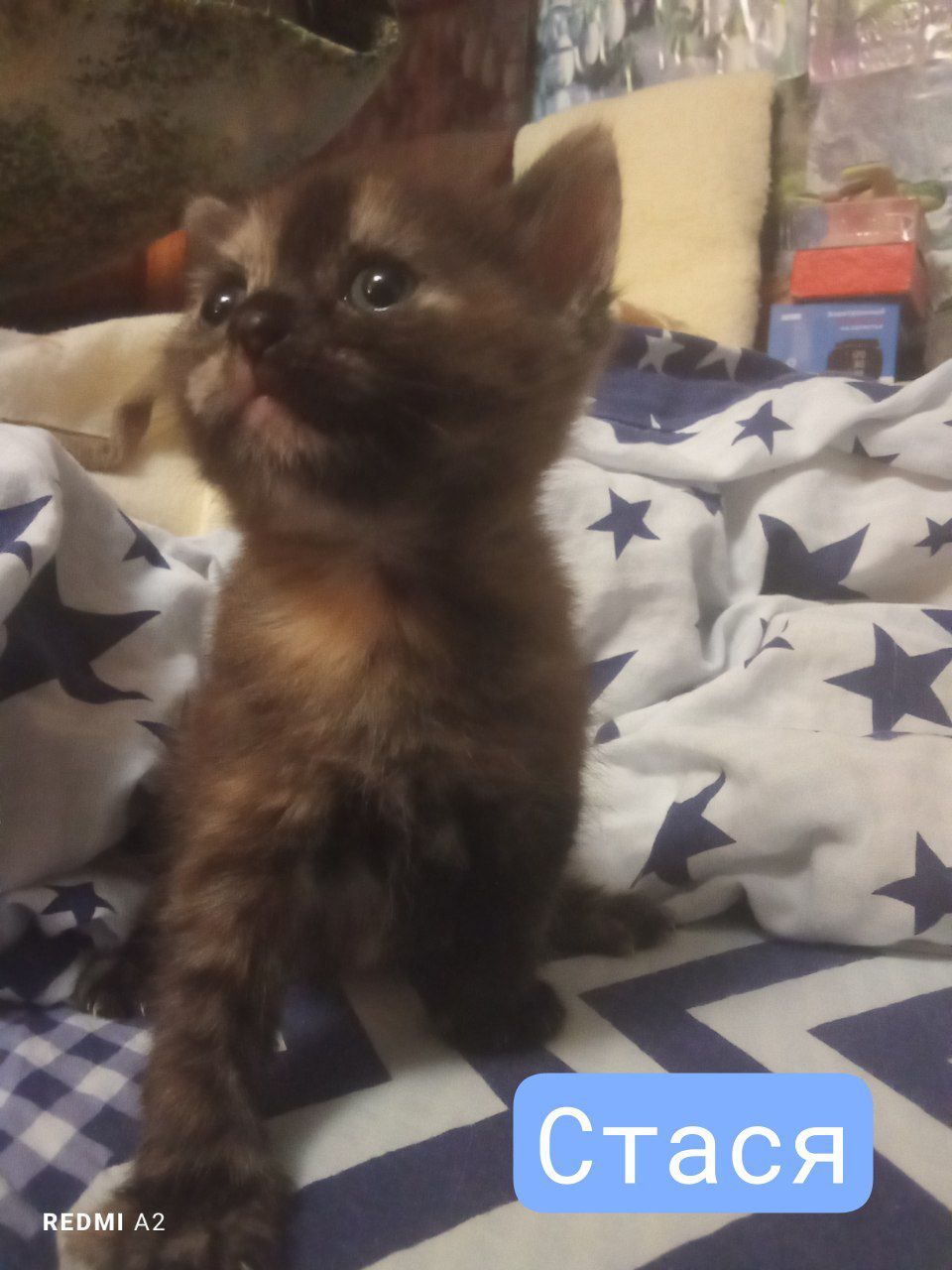 Кошенята на бронювання