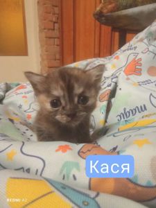 Кошенята на бронювання