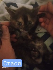 Кошенята на бронювання
