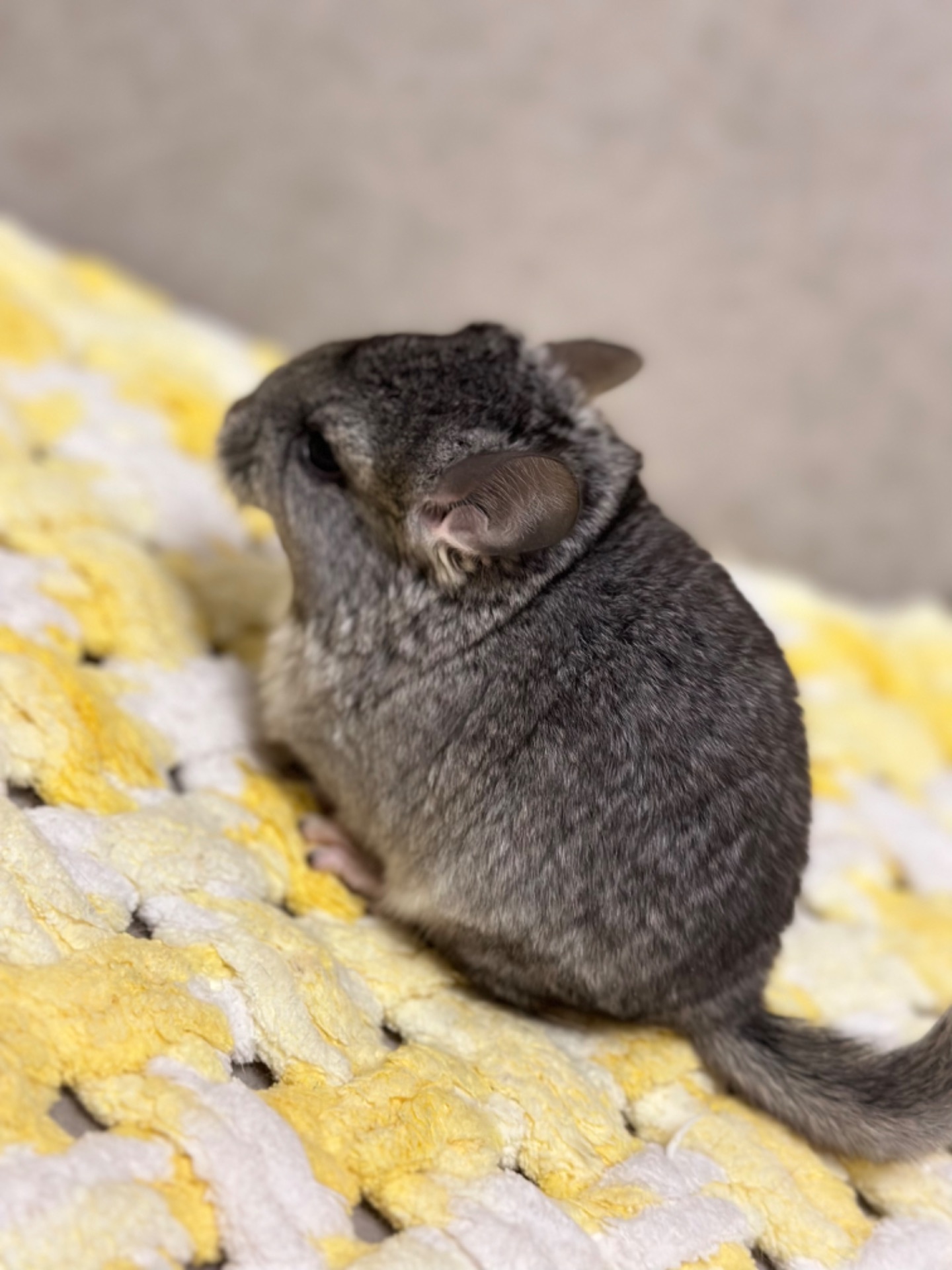 Шиншила шиншили шушики