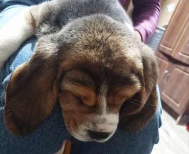 Цуценята бігля шукають родину