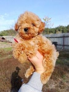 Той пудель мальчик и девочки