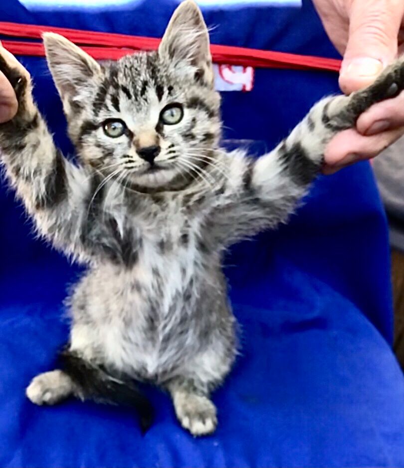 Котенятко дівчинка
