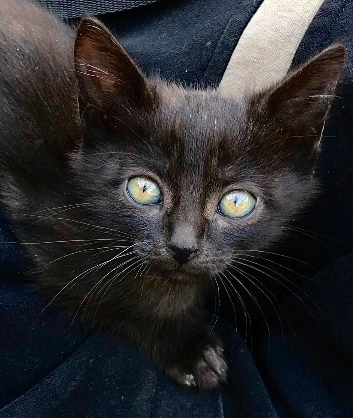 Дівчинка котенятко