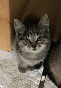 Котенятко дівчинка