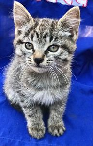 Котенятко дівчинка