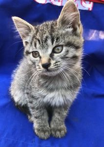 Котенятко дівчинка