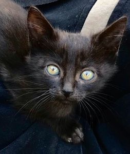 Дівчинка котенятко