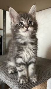 Кошеня Мейн-кун хлопчик
