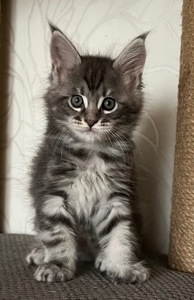Кошеня Мейн-кун хлопчик