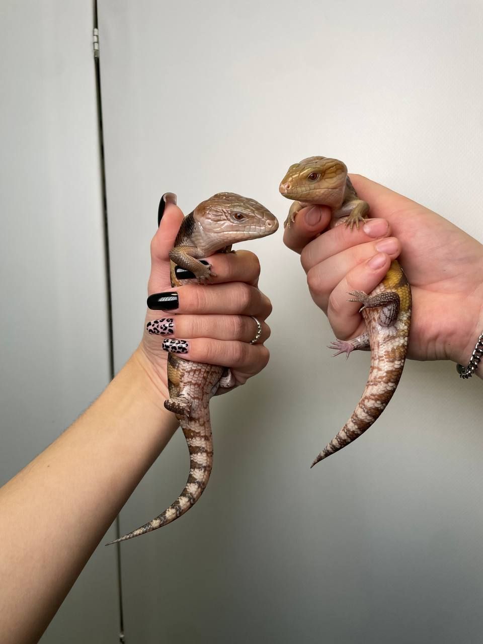 Сцинк синьоязикий, ручна домашня ящірка сцинк, великий молодий сцинк, ящірка с блакитним язиком