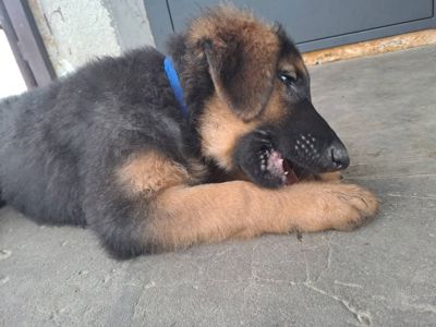 Цуценята німецької вівчарки