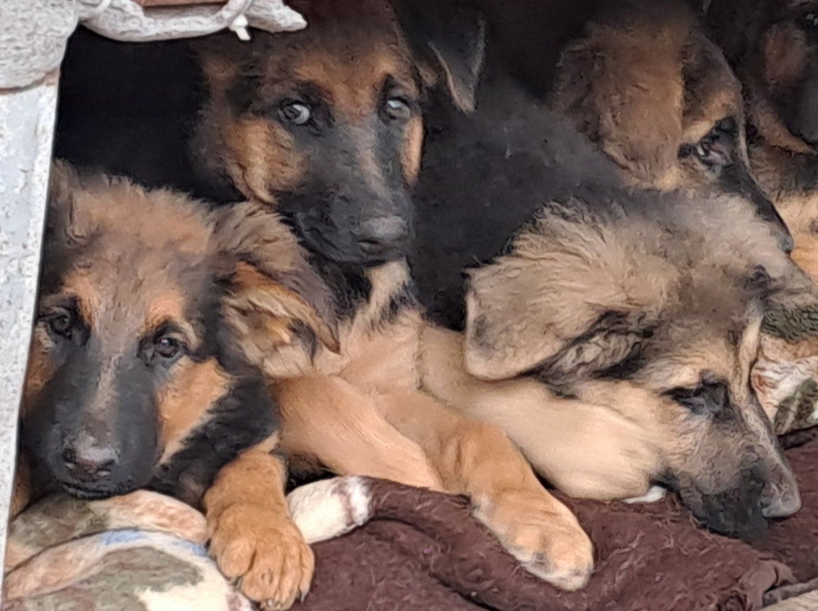 Цуценята німецької вівчарки