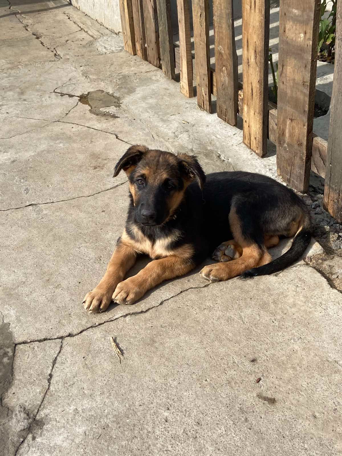 Цуценята німецької вівчарки