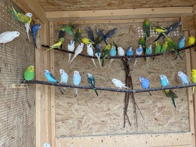 Хвилясті папужки