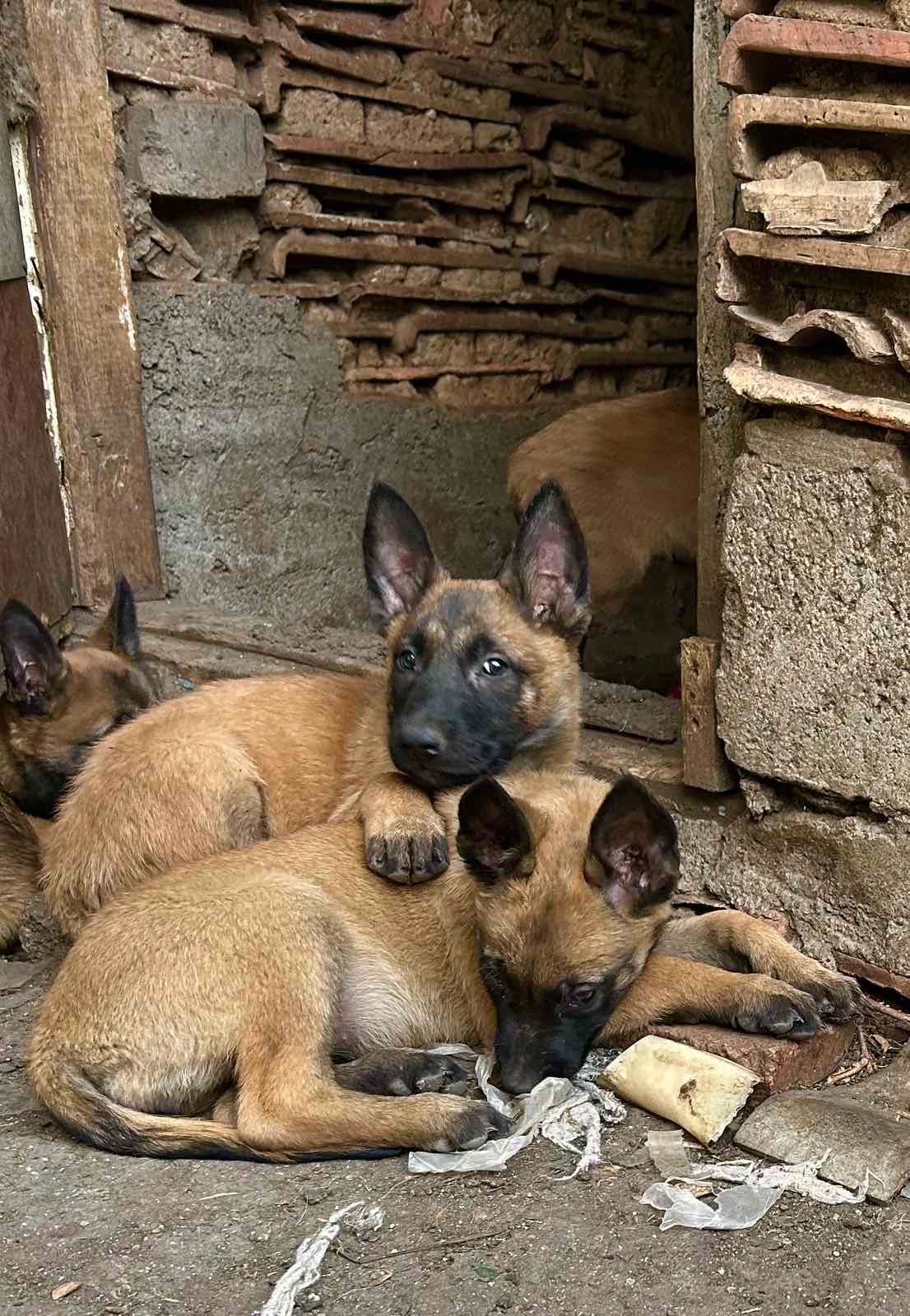Щенки Малинуа