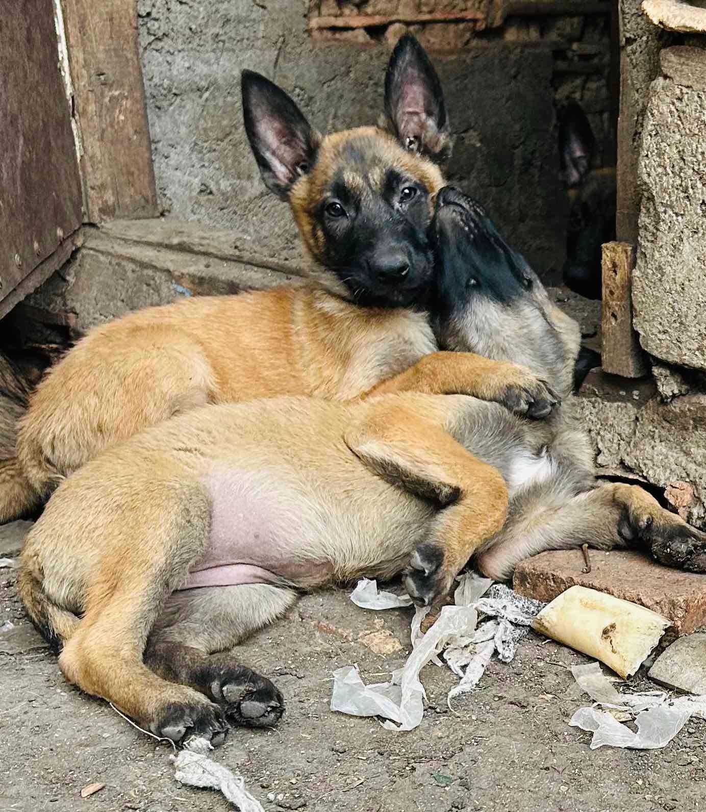 Щенки Малинуа
