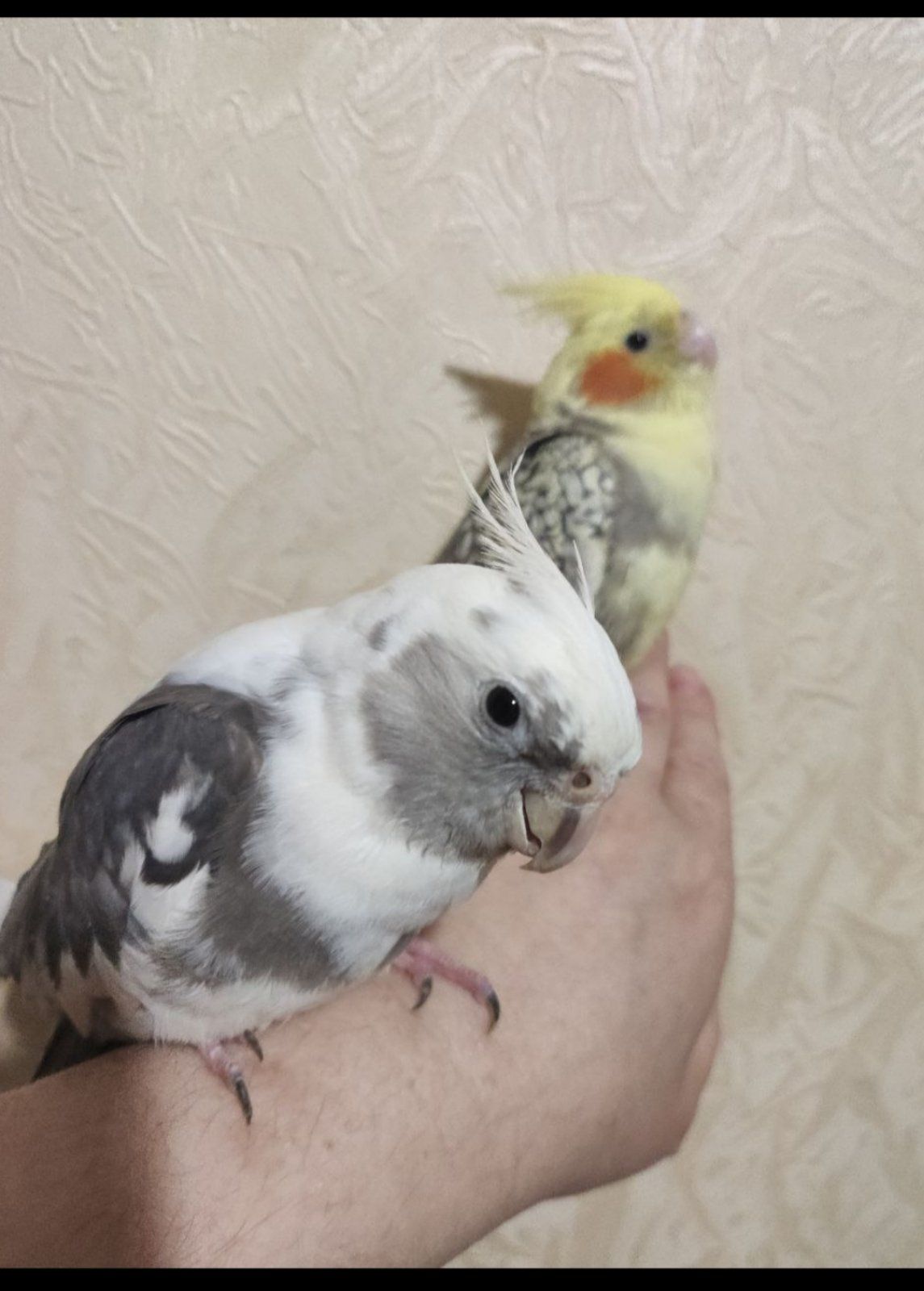 безщекие Кореллы малыши