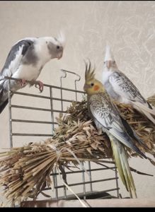 безщекие Кореллы малыши
