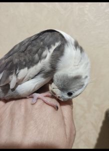 безщекие Кореллы малыши