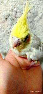 Пташенята корели (2 міс)