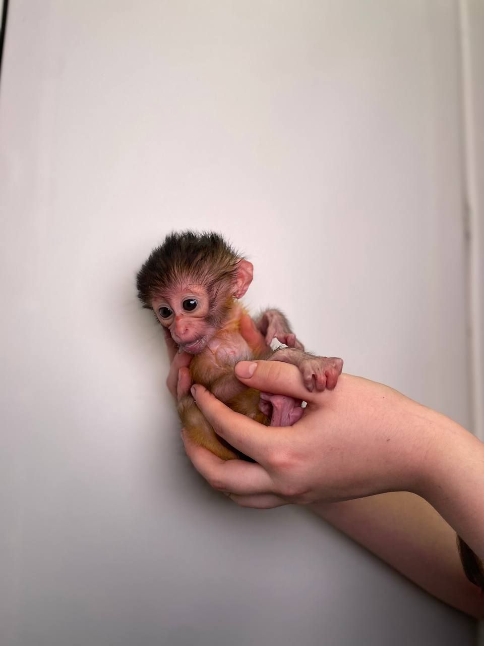 Золотистий мангобей, рідскісне мавпеня золотистого мангобею, ручний викормиш