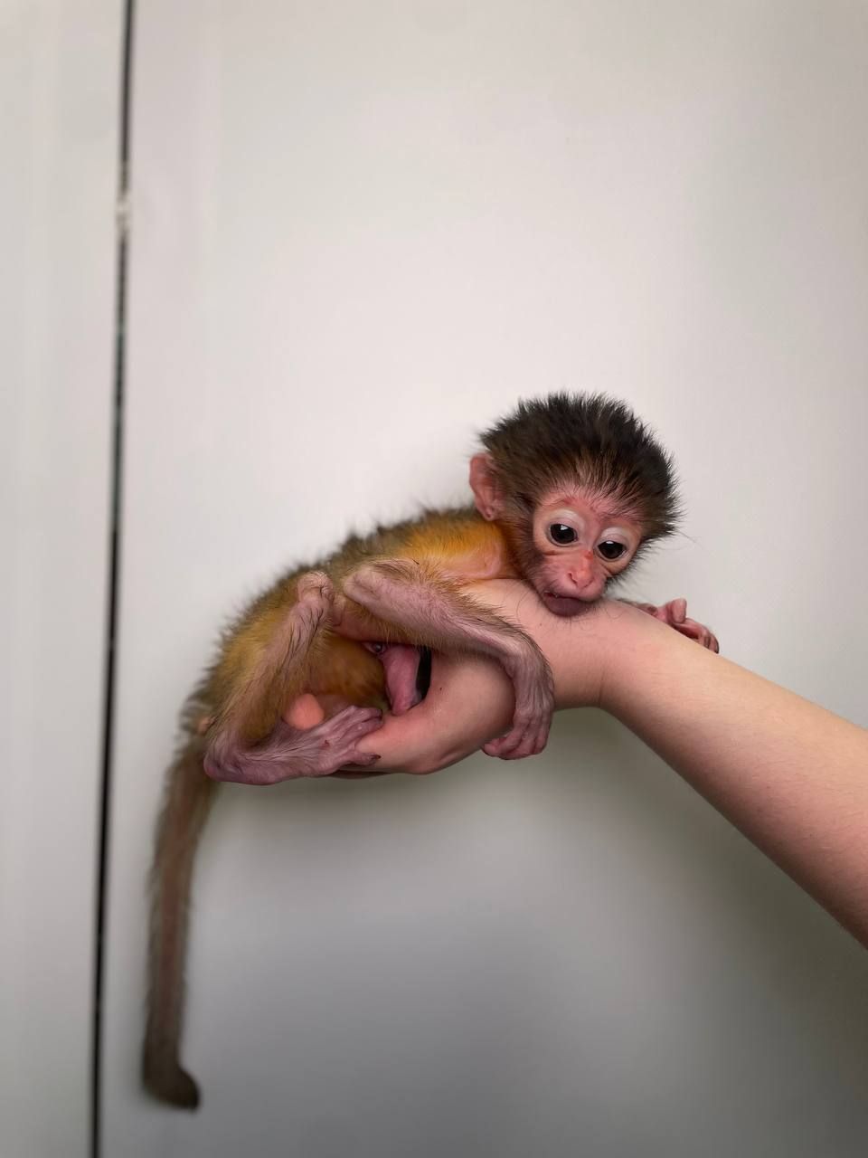 Золотистий мангобей, рідскісне мавпеня золотистого мангобею, ручний викормиш