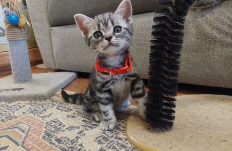 Американська короткошерстна. Хлопчик Даня