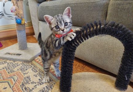 Американська короткошерстна. Хлопчик Даня