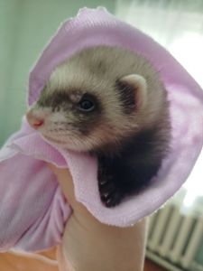 Фретка