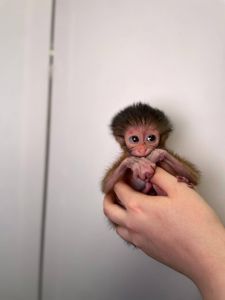 Золотистий мангобей, рідскісне мавпеня золотистого мангобею, ручний викормиш