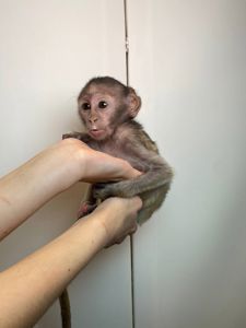 Мавпеня Гусар, неймовірний малюк гусар дуже ручний та люблячий