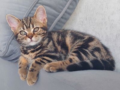 Американська короткошерстна дівчинка УЛЯ.