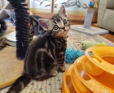Американська короткошерста. Хлопчик ЯРІК