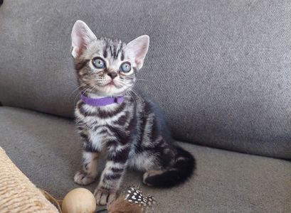 Хлопчик Ден. Американска короткошерстна
