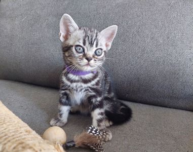 Хлопчик Ден. Американска короткошерстна
