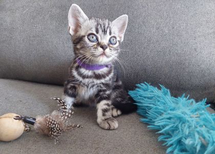Хлопчик Ден. Американска короткошерстна