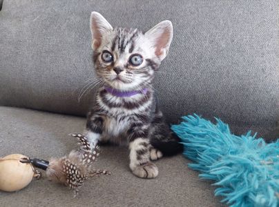 Хлопчик Ден. Американска короткошерстна