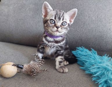 Хлопчик Ден. Американска короткошерстна